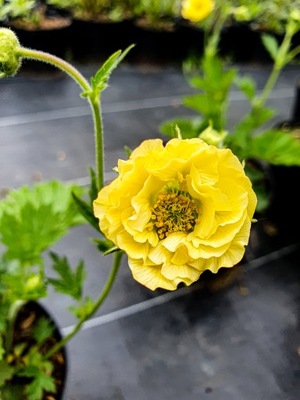 Kuklik Geum LEMON DROPS NOWOŚĆ sadzonka