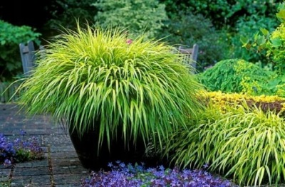 HAKONECHLOA SMUKŁA BENI KAZE TRAWA BAMBUSOWA