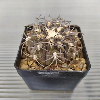 *KAKTUSY*GYMNOCALYCIUM SPEGAZZINII - TOM 07-283