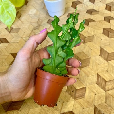 kaktus zygzak | Epiphyllum anguliger MALUSZEK