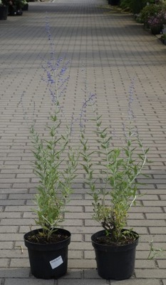Perowskia perovskia 'Blue Spire' w doniczce