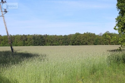 Działka, Krośnice, 12895 m²