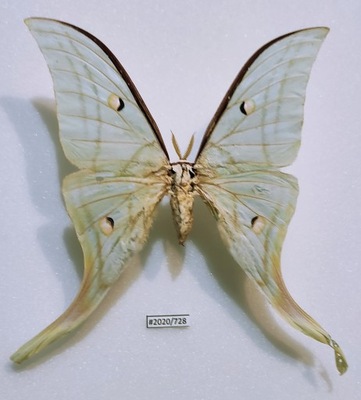 Actias selene samiec 121mm