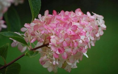 Hortensja bukietowa VANILLE FRAISE różowo - biała