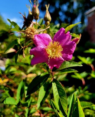 Róża alpejska, rosa pendulina