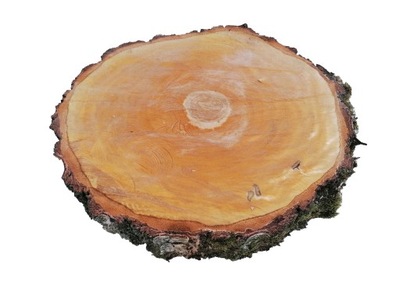 Plaster BRZOZA krążki drewno BLAT stolik 40 cm