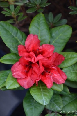 Rhododendron 'Scarlet Wonder' Różanecznik 3L