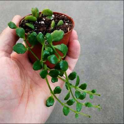 RZADKOŚĆ! Kalanchoe uniflora-Madagaskar - wiwarium