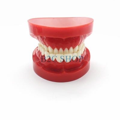Proteza dentystyczna model zębów szczęka standard