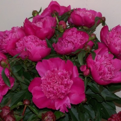 Piwonia chińska 'Gen. macMahon' C5
