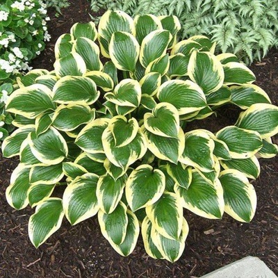 Funkia ogrodowa Queen josephine Hosta