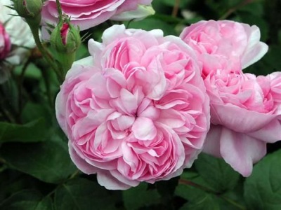 Róża historyczna - Sidonie