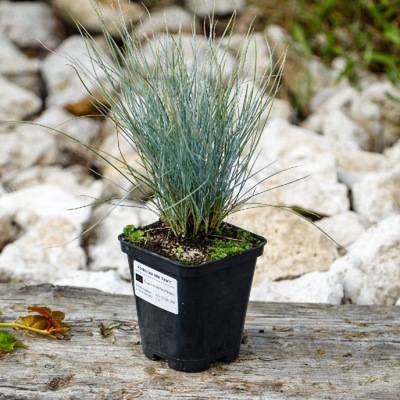 Kostrzewa sina 'Azurit' (festuca glauca)