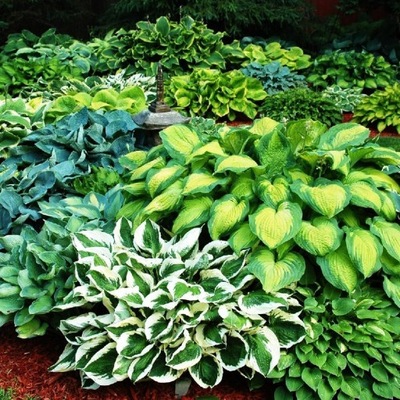 Hosta Funkia sadzonki Barwny Mix 5 szt hosty