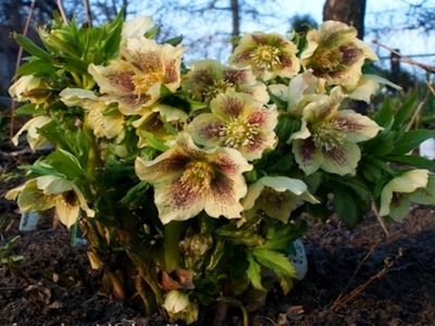 Helleborus Ciemiernik Bollene 3 szt