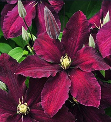 Clematis NIOBE Powojnik wielkokwiatowy