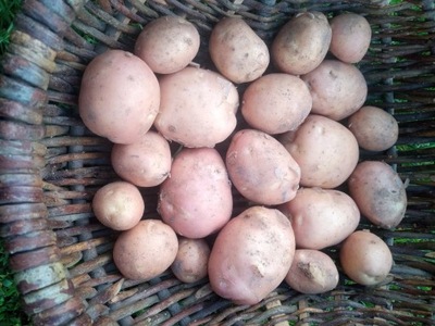 MŁODE ŚWIEŻE ZIEMNIAKI ŻÓŁTE, CZERWONA BELLAROSA 10 KG