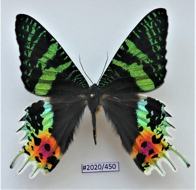 Motyl Urania ripheus samica .