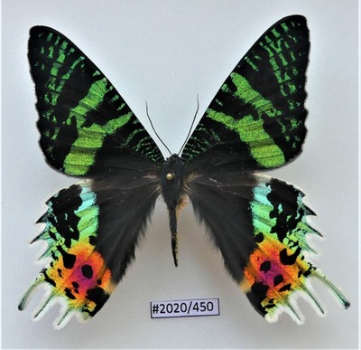 Motyl Urania ripheus samiec .
