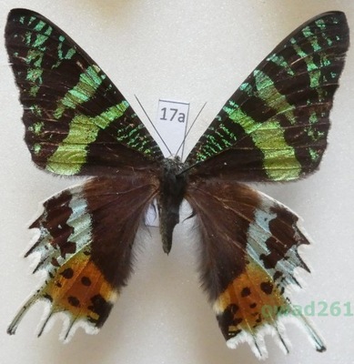 Chrysiridia rhipheus (Drury, 1773) Madagaskar 67mm17a