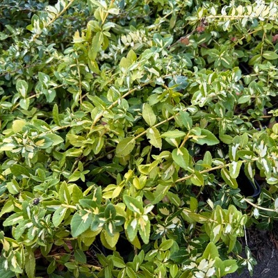 Trzmielina Fortune'a 'Sunspot' (Euonymus) P13