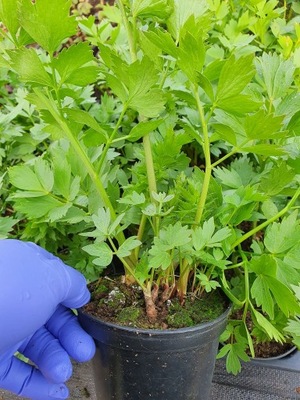 LUBCZYK MAGGI DUŻA SADZONKA ZIOŁO GREEN DOM