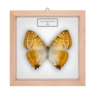 Motyl w gablotce Morpho sulkowskyi selenaris - samica 2