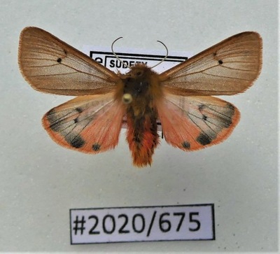 Motyl Phragmatobia fuliginosa .