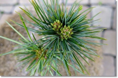Pinus koraiensis 'China Boy' - Rarytas !!!