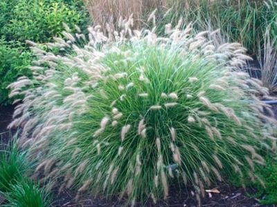 Trawa, Pennisetum Rozplenica 'Cassian'