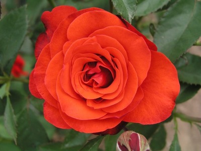 Róża wielkokwiatowa RED QUEN NR 1399