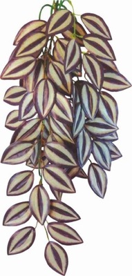 Roślina do terrarium Happet Tradescantia 50 cm