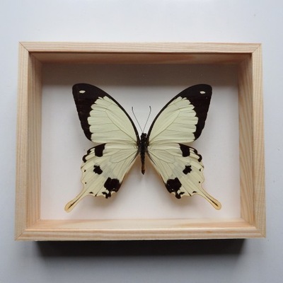 Motyl w gablotce 15x12 Papilio dardanus