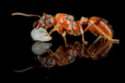 Mrówki Manica rubida Królowa