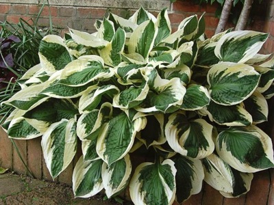 Funkia Hosta 'Patriot'