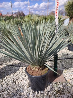 JUKA ROSTRATA MROZOODPORNA YUCCA YUCA JUCCA PALMA