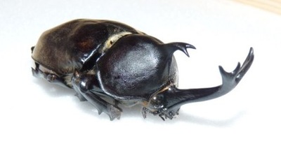 Chrząszcz Allomyrina dichotomus +65mm samiec.