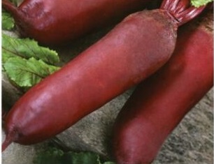 153. BURAK ĆWIKŁOWY ALEXIS