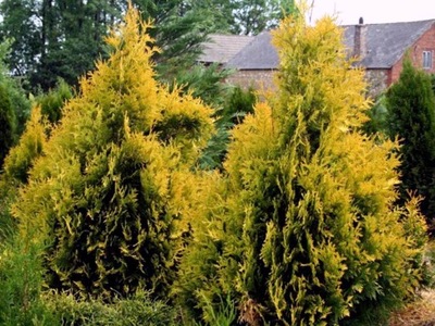 Tuja thuja 4EVER GOLD 40cm ZŁOTA W DONICZCE