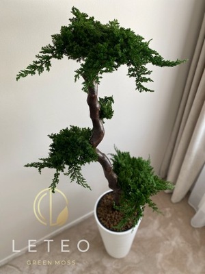 naturalne bezobsługowe drzewko bonsai z jałowca