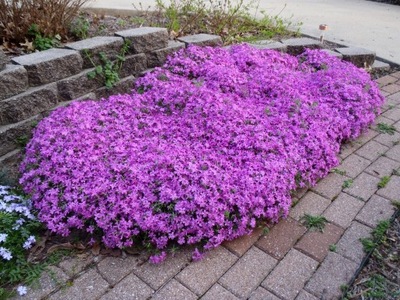 Phlox subulata Floks szydlasty płożący