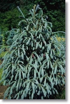 Picea engelmannii 'Blue Magoo' - Promacja !!!