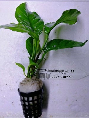 Anubias heterophylla [koszyk]