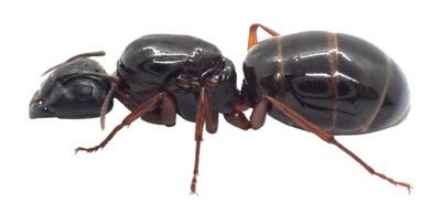 Mrówki Camponotus foreli tingitanus 10-20 robotnic