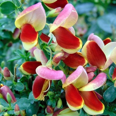 CYTISUS 'ANDREANUS' ŻARNOWIEC