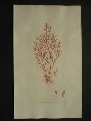 conferva rubra, oryg. 1803 + akwarela