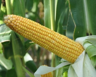 Nasiona kukurydzy SM Boryna FAO 250 na kiszonkę