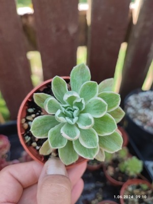 Aeonium Ballerina