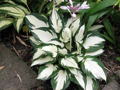 Hosta Funkia Fire And Ice 5 szt