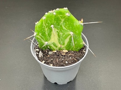 Opuncja jamaicensis variegata 'Ghost'